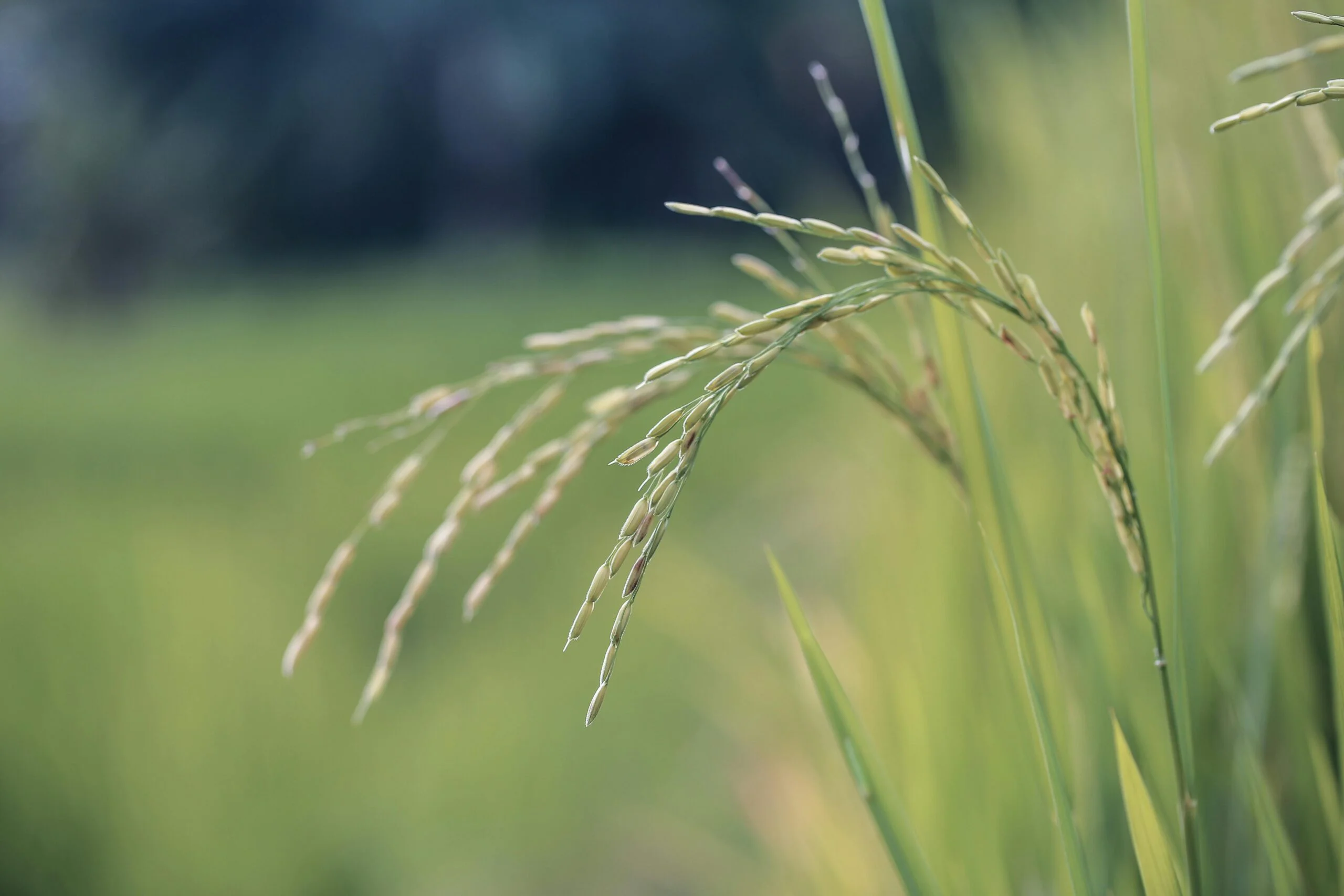 Foto close-up butiran padi yang melambangkan komitmen PT Mawar Jaya terhadap kualitas produk pangan dan pertanian.